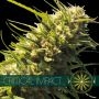 Critical Impact Feminized Marijuana Strain by Vision Seeds For Sale Online at Cannabis Seeds Outlet