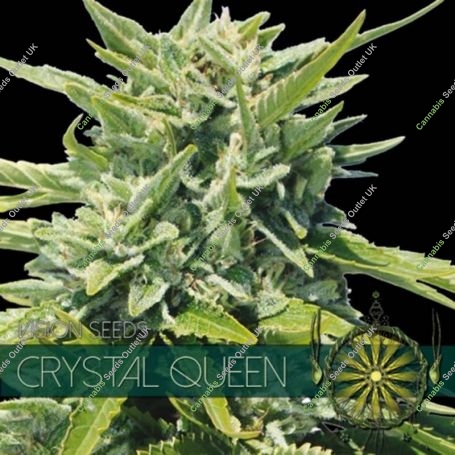Crystal Queen Feminized Marijuana Strain by Vision Seeds For Sale Online at Cannabis Seeds Outlet