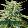 Crystal Queen Feminized Marijuana Strain by Vision Seeds For Sale Online at Cannabis Seeds Outlet