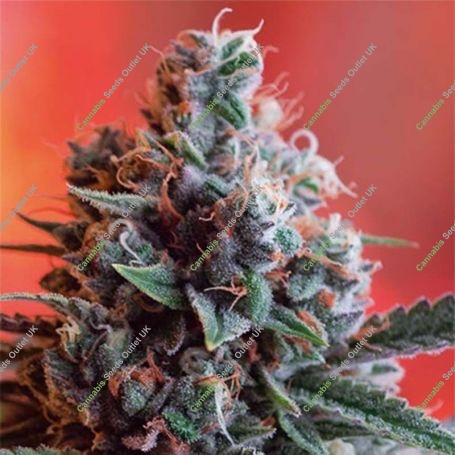 Dark Star x AK-49 Feminized Marijuana Strain by Vision Seeds For Sale Online at Cannabis Seeds Outlet