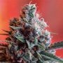 Dark Star x AK-49 Feminized Marijuana Strain by Vision Seeds For Sale Online at Cannabis Seeds Outlet