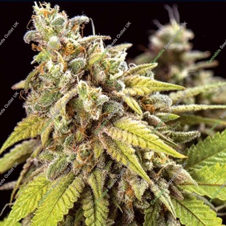 Doctor Jamaica Auto Feminized Marijuana Strain by Vision Seeds For Sale Online at Cannabis Seeds Outlet