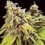 Doctor Jamaica Auto Feminized Marijuana Strain by Vision Seeds For Sale Online at Cannabis Seeds Outlet