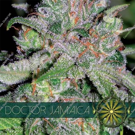 Doctor Jamaica Feminized Marijuana Strain by Vision Seeds For Sale Online at Cannabis Seeds Outlet