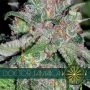 Doctor Jamaica Feminized Marijuana Strain by Vision Seeds For Sale Online at Cannabis Seeds Outlet