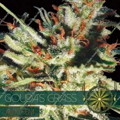 Goudas Grass Auto Feminized Marijuana Strain by Vision Seeds For Sale Online at Cannabis Seeds Outlet