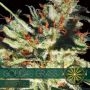 Goudas Grass Auto Feminized Marijuana Strain by Vision Seeds For Sale Online at Cannabis Seeds Outlet