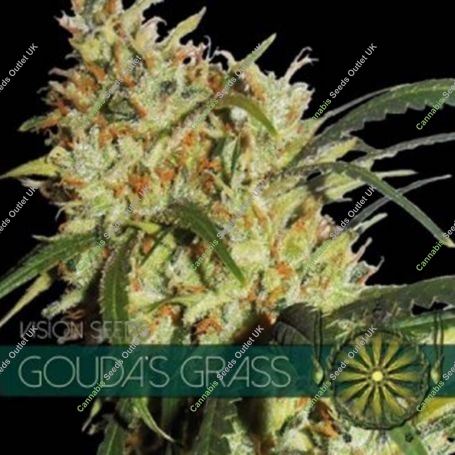 Goudas Grass Feminized Marijuana Strain by Vision Seeds For Sale Online at Cannabis Seeds Outlet
