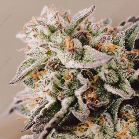 Gelato Auto Feminized Marijuana Strain by Vision Seeds For Sale Online at Cannabis Seeds Outlet