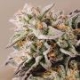 Gelato Auto Feminized Marijuana Strain by Vision Seeds For Sale Online at Cannabis Seeds Outlet