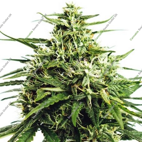 Gorilla Auto Feminized Marijuana Strain by Vision Seeds For Sale Online at Cannabis Seeds Outlet