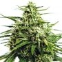 Gorilla Auto Feminized Marijuana Strain by Vision Seeds For Sale Online at Cannabis Seeds Outlet