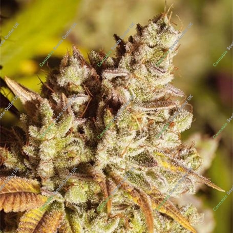 Gorilla Feminized Marijuana Strain by Vision Seeds For Sale Online at Cannabis Seeds Outlet