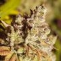 Gorilla Feminized Marijuana Strain by Vision Seeds For Sale Online at Cannabis Seeds Outlet
