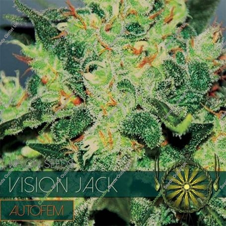 Jack Auto Feminized Marijuana Strain by Vision Seeds For Sale Online at Cannabis Seeds Outlet