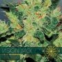 Jack Auto Feminized Marijuana Strain by Vision Seeds For Sale Online at Cannabis Seeds Outlet