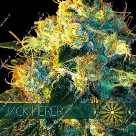 Jack Herer Feminized Marijuana Strain by Vision Seeds For Sale Online at Cannabis Seeds Outlet