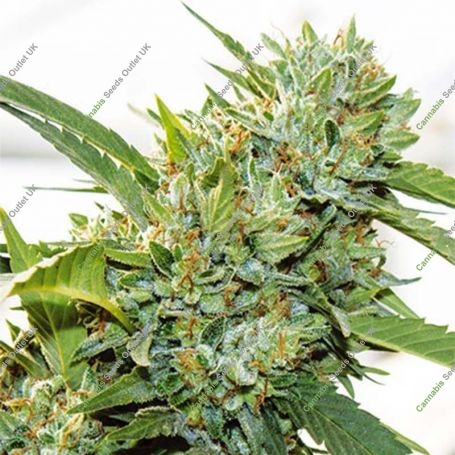 Kosher Feminized Marijuana Strain by Vision Seeds For Sale Online at Cannabis Seeds Outlet