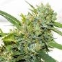 Kosher Feminized Marijuana Strain by Vision Seeds For Sale Online at Cannabis Seeds Outlet