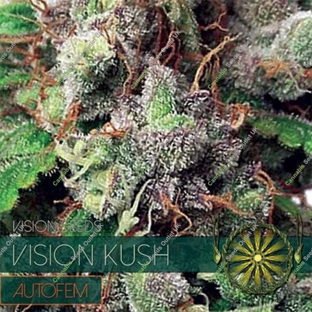 Kush Auto Feminized Marijuana Strain by Vision Seeds For Sale Online at Cannabis Seeds Outlet