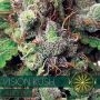 Kush Auto Feminized Marijuana Strain by Vision Seeds For Sale Online at Cannabis Seeds Outlet