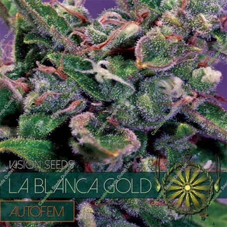 La Blanca Gold Auto Feminized Marijuana Strain by Vision Seeds For Sale Online at Cannabis Seeds Outlet