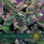 La Blanca Gold Auto Feminized Marijuana Strain by Vision Seeds For Sale Online at Cannabis Seeds Outlet