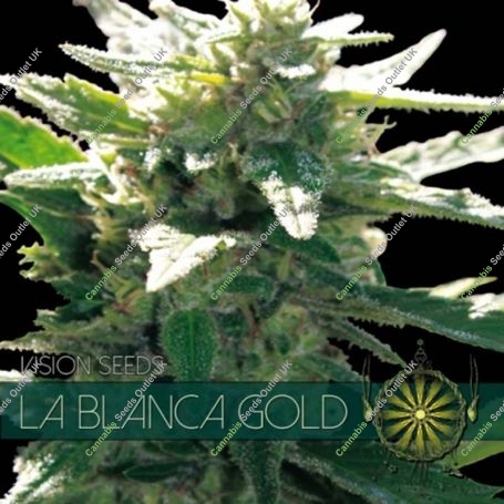 La Blanca Gold Feminized Marijuana Strain by Vision Seeds For Sale Online at Cannabis Seeds Outlet