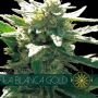 La Blanca Gold Feminized Marijuana Strain by Vision Seeds For Sale Online at Cannabis Seeds Outlet