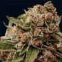 Lambs Breath x AK-49 Feminized Marijuana Strain by Vision Seeds For Sale Online at Cannabis Seeds Outlet