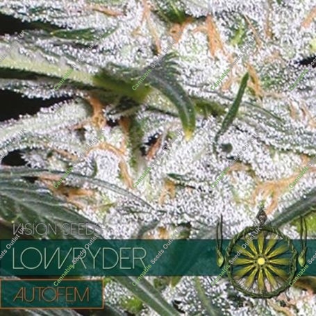 Lowryder Automatic Feminized Marijuana Strain by Vision Seeds For Sale Online at Cannabis Seeds Outlet
