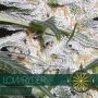 Lowryder Automatic Feminized Marijuana Strain by Vision Seeds For Sale Online at Cannabis Seeds Outlet