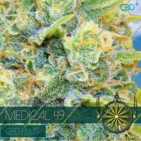 Medical 49 CBD+ Feminized Marijuana Strain by Vision Seeds For Sale Online at Cannabis Seeds Outlet
