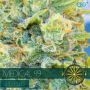 Medical 49 CBD+ Feminized Marijuana Strain by Vision Seeds For Sale Online at Cannabis Seeds Outlet