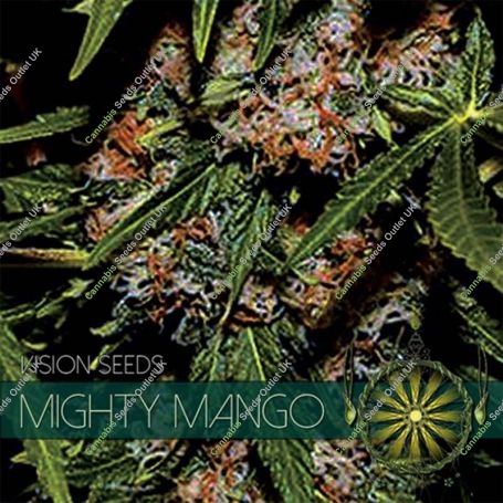 Mighty Mango Bud Feminized Marijuana Strain by Vision Seeds For Sale Online at Cannabis Seeds Outlet