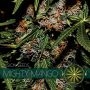Mighty Mango Bud Feminized Marijuana Strain by Vision Seeds For Sale Online at Cannabis Seeds Outlet