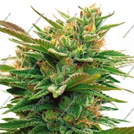 Nicole x OG Feminized Marijuana Strain by Vision Seeds For Sale Online at Cannabis Seeds Outlet