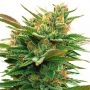 Nicole x OG Feminized Marijuana Strain by Vision Seeds For Sale Online at Cannabis Seeds Outlet