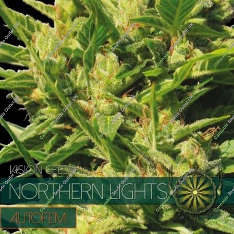 Northern Lights Auto Feminized Marijuana Strain by Vision Seeds For Sale Online at Cannabis Seeds Outlet