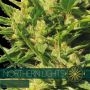 Northern Lights Auto Feminized Marijuana Strain by Vision Seeds For Sale Online at Cannabis Seeds Outlet