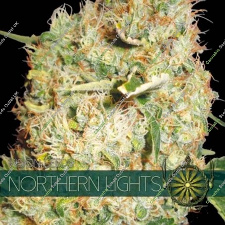 Northern Lights Feminized Marijuana Strain by Vision Seeds For Sale Online at Cannabis Seeds Outlet