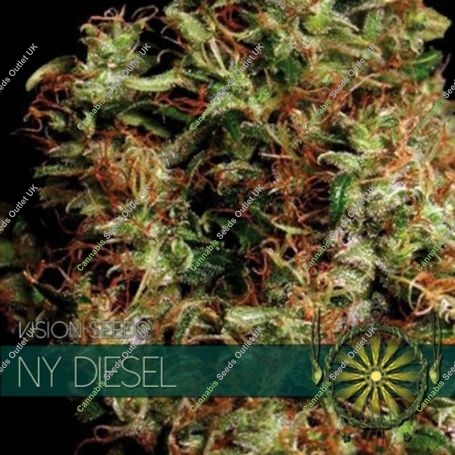 NY Diesel Feminized Marijuana Strain by Vision Seeds For Sale Online at Cannabis Seeds Outlet