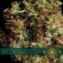 NY Diesel Feminized Marijuana Strain by Vision Seeds For Sale Online at Cannabis Seeds Outlet