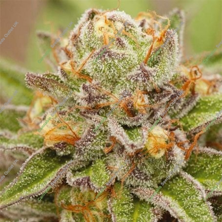 Pure Gelato Feminized Marijuana Strain by Vision Seeds For Sale Online at Cannabis Seeds Outlet
