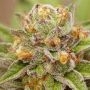 Pure Gelato Feminized Marijuana Strain by Vision Seeds For Sale Online at Cannabis Seeds Outlet