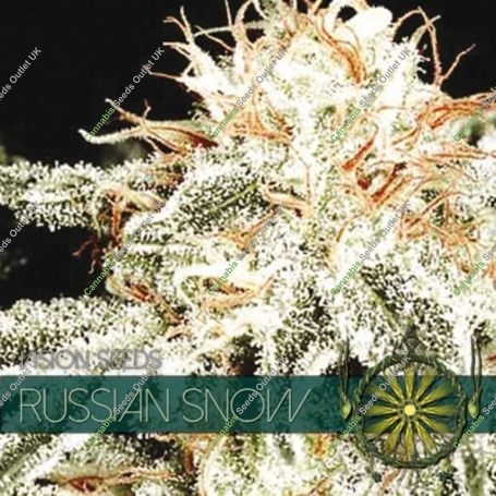 Russian Snow Feminized Marijuana Strain by Vision Seeds For Sale Online at Cannabis Seeds Outlet