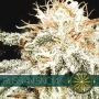 Russian Snow Feminized Marijuana Strain by Vision Seeds For Sale Online at Cannabis Seeds Outlet