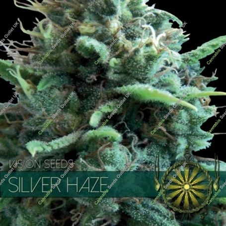 Silver Haze Feminized Marijuana Strain by Vision Seeds For Sale Online at Cannabis Seeds Outlet