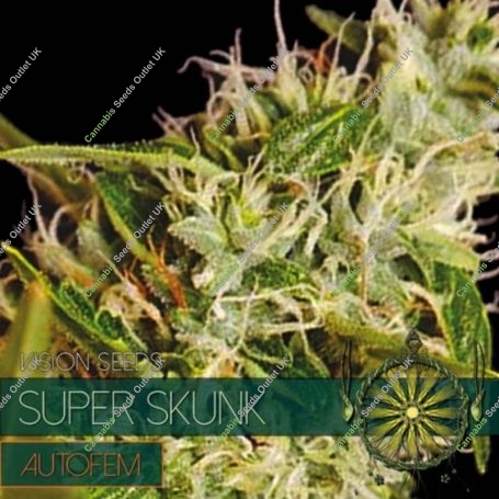Super Skunk Auto Feminized Marijuana Strain by Vision Seeds For Sale Online at Cannabis Seeds Outlet