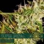 Super Skunk Auto Feminized Marijuana Strain by Vision Seeds For Sale Online at Cannabis Seeds Outlet
